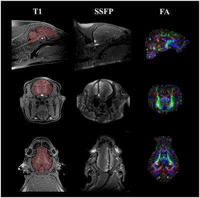 Dietary supplementation of 3′-sialyllactose or 6′-sialyllactose elicits minimal influence on cognitive and brain development in growing pigs